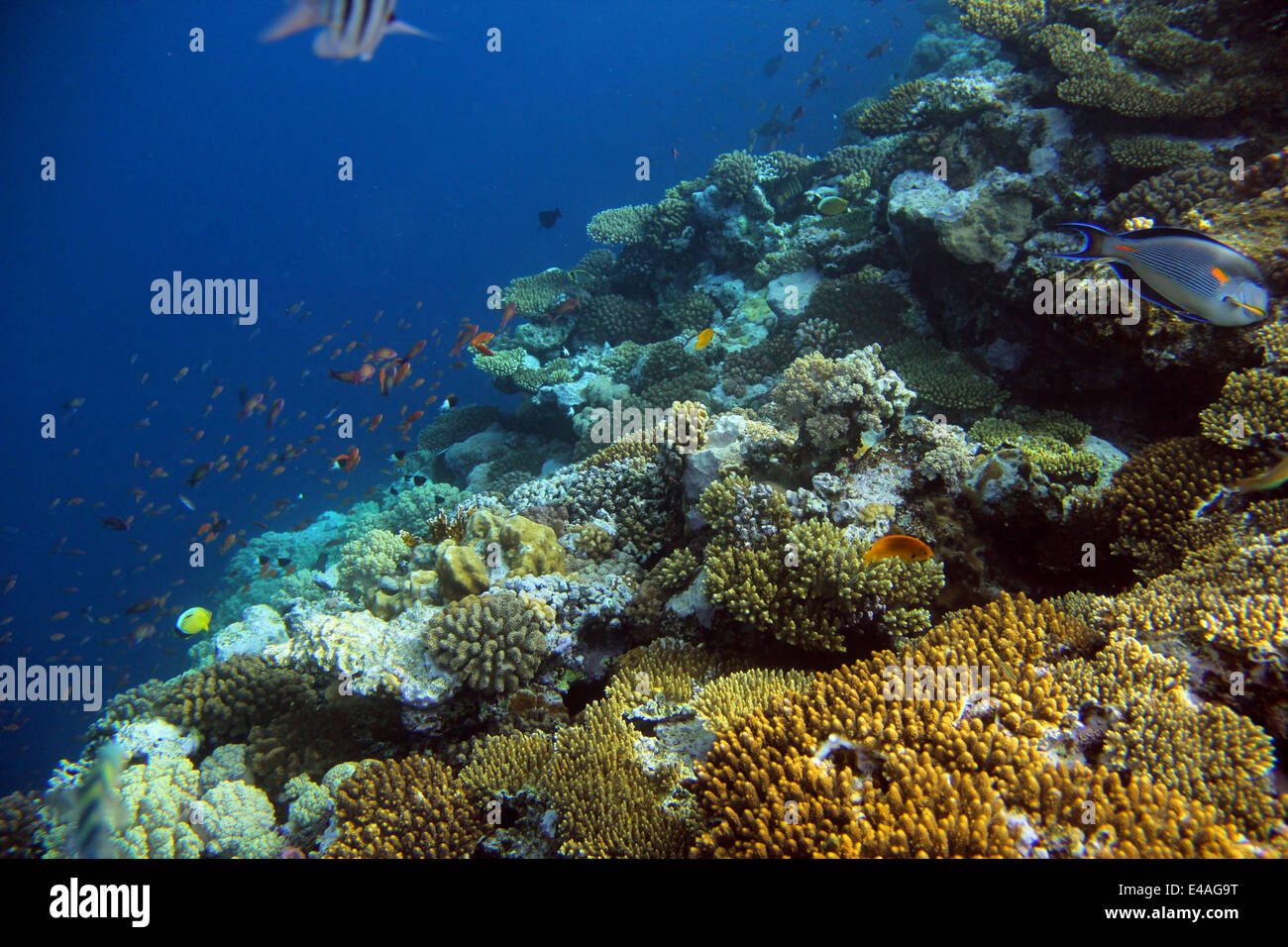 underwater shooting coral reef with tropical fish Stock Photo Alamy