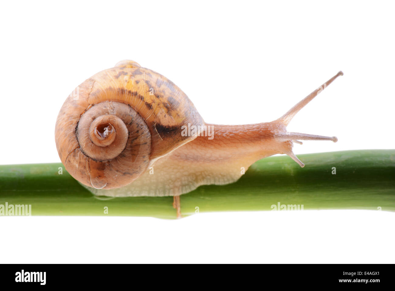 Snail on a green bamboo stem Stock Photo