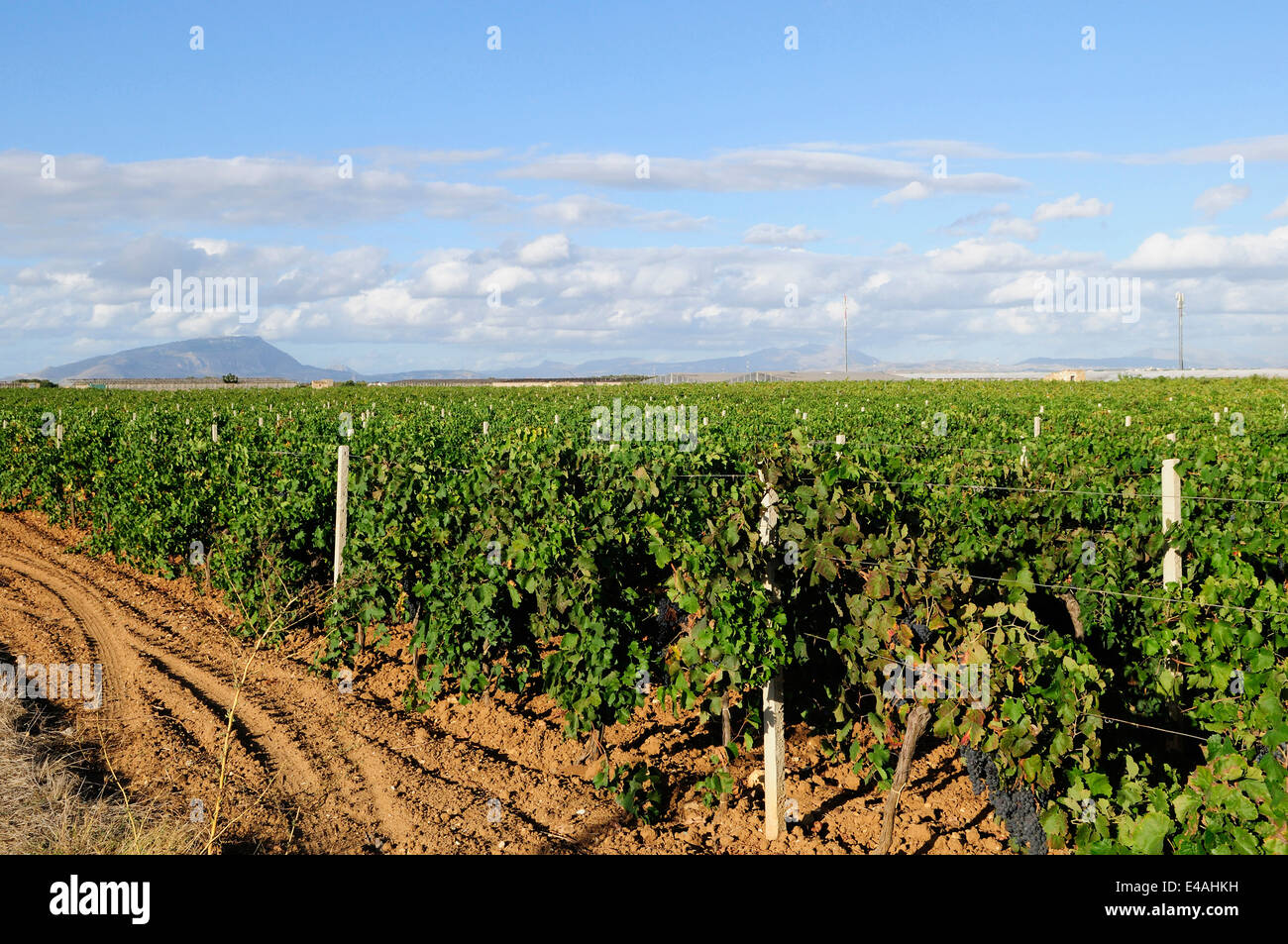 Sicilian wine vineyard hires stock photography and images Alamy