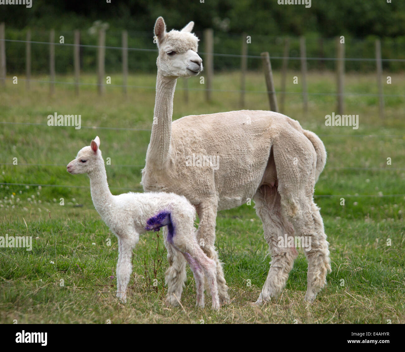Newborn alpaca hi-res stock photography and images - Alamy