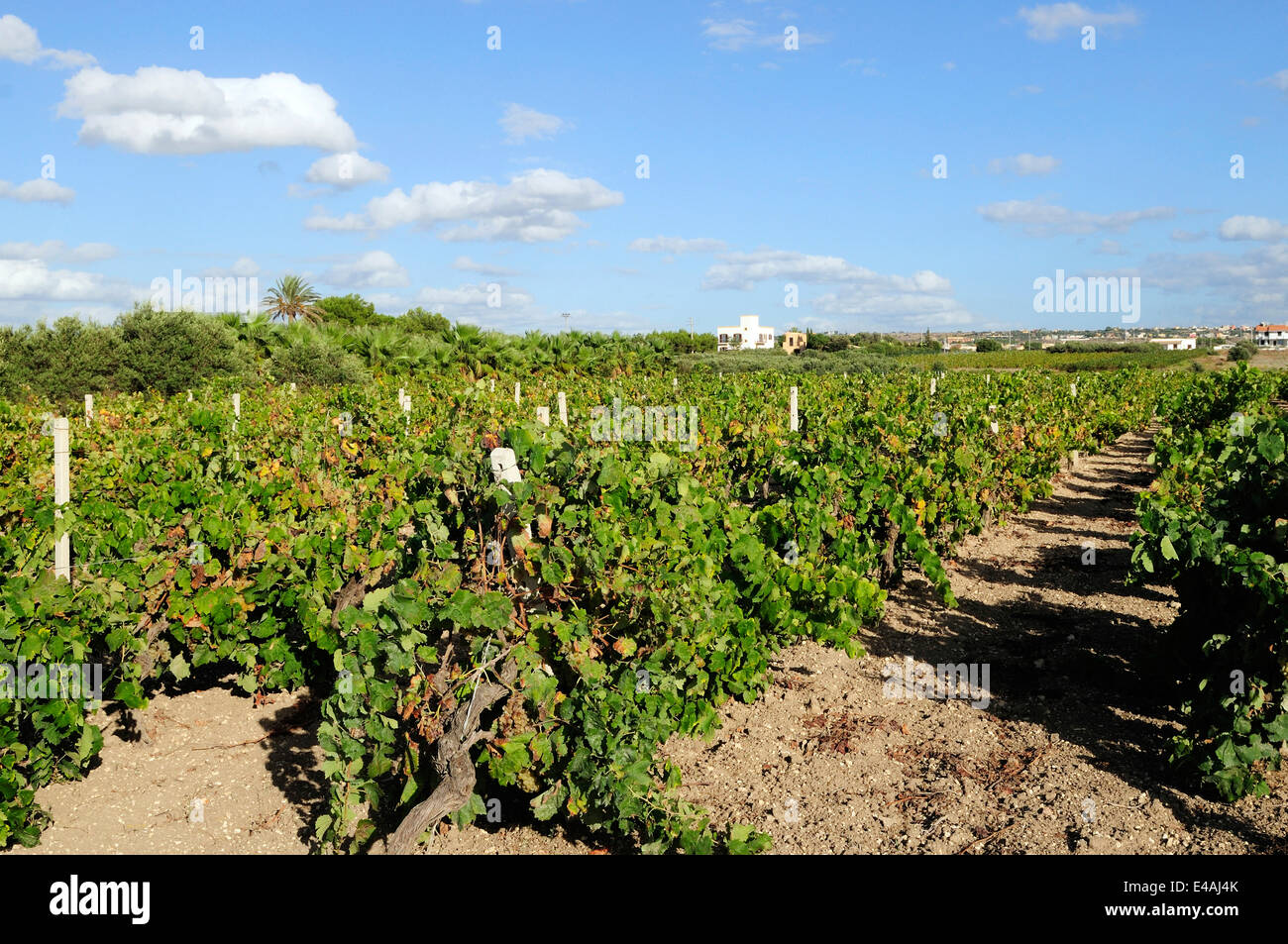 Sicilian wine vineyard hires stock photography and images Alamy