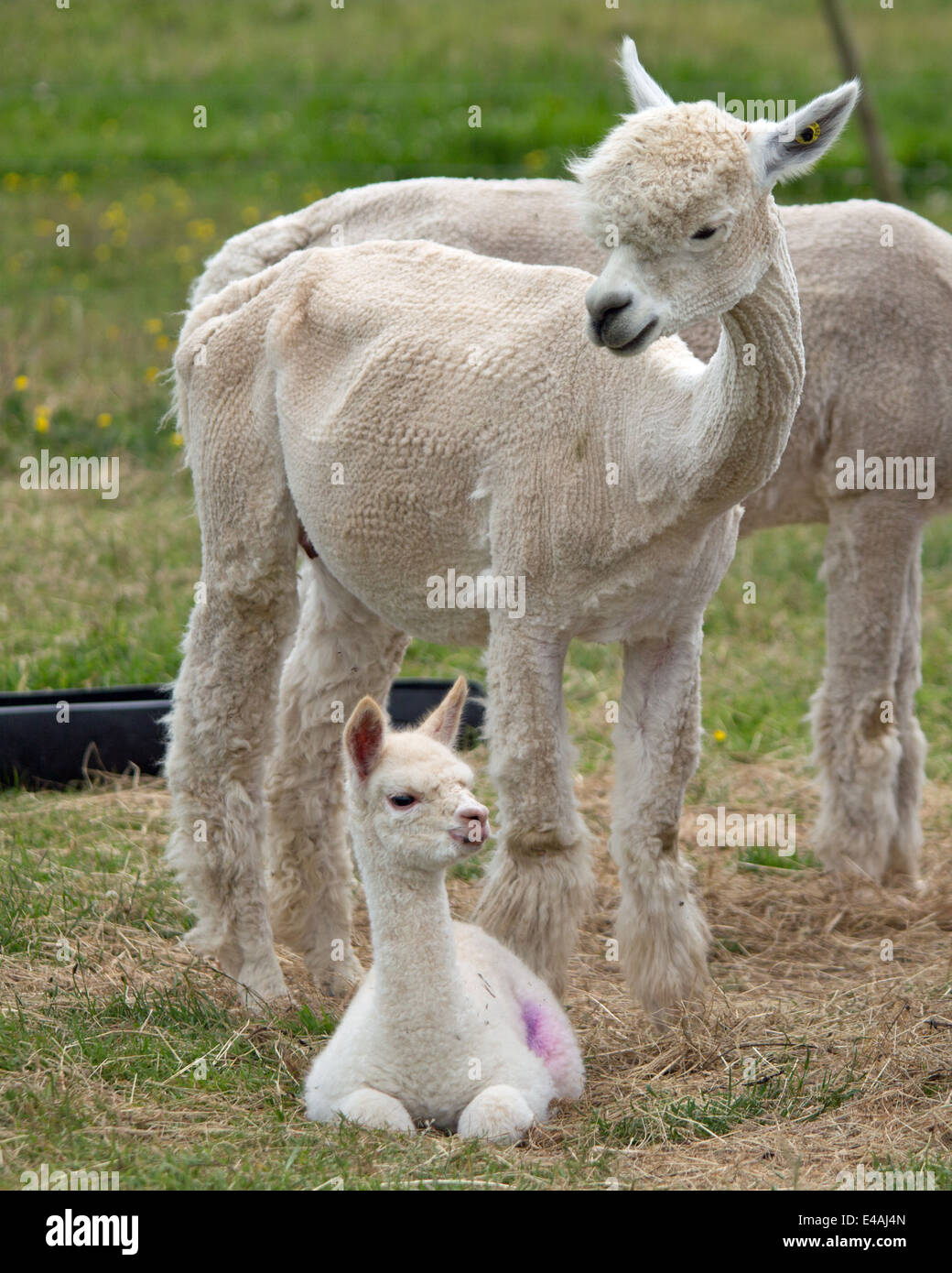 Newborn alpaca hi-res stock photography and images - Alamy