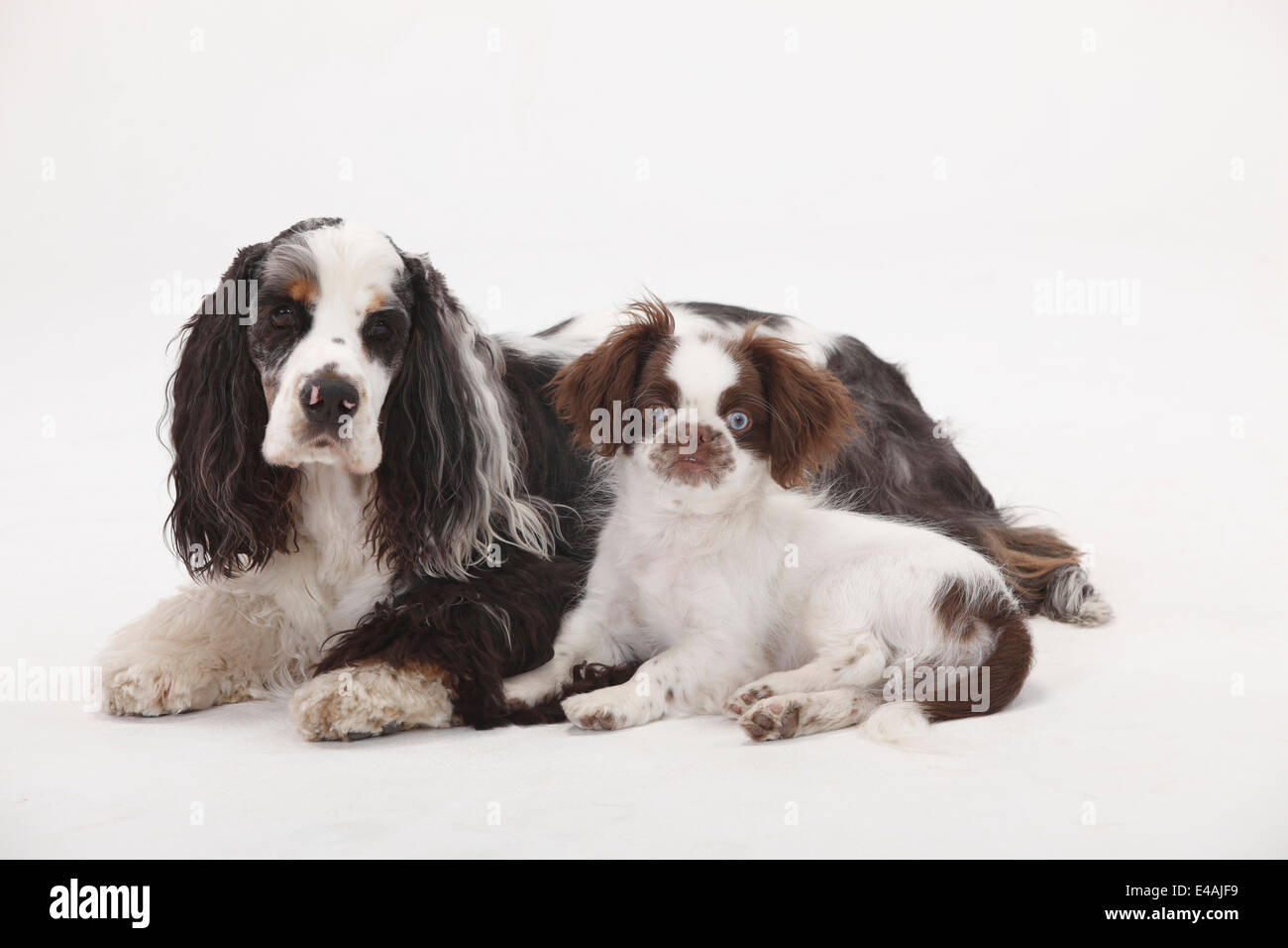 Cocker Spaniel Mongrel Stock Photos Cocker Spaniel Mongrel Stock