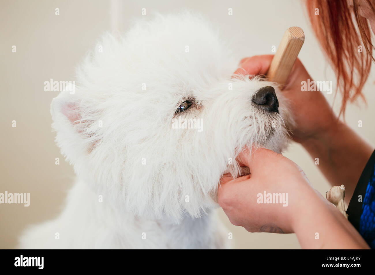 White west Highland White Terrier (Westie, Westy) dog close up portrait Stock Photo
