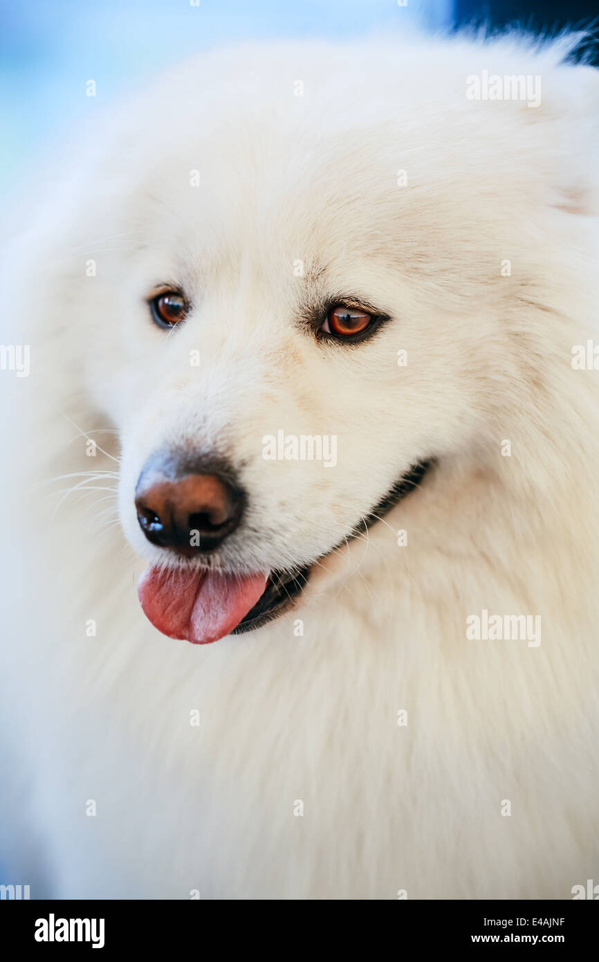 Simonian Dog White Samoyed dog close up portrait Stock Photo - Alamy