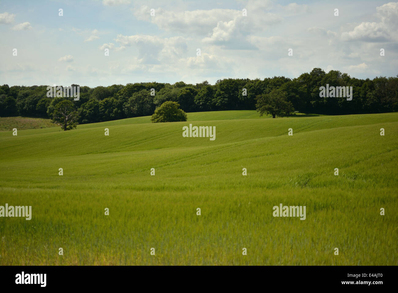 Countryside view on a lightly clouded morning in Essex Stock Photo