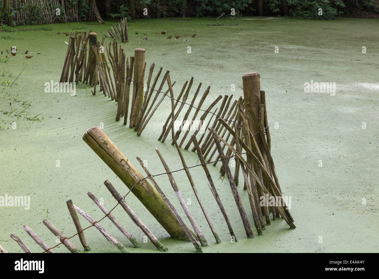 Chestnut Fencing in a old pond Stock Photo