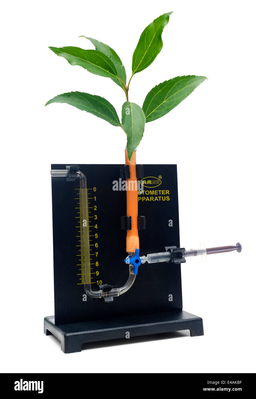 Potometer used to measure transpiration in plants Stock Photo