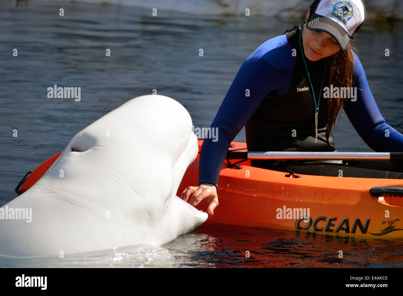 A Beluga whale and Keeper at Sea World in San Diego Stock Photo
