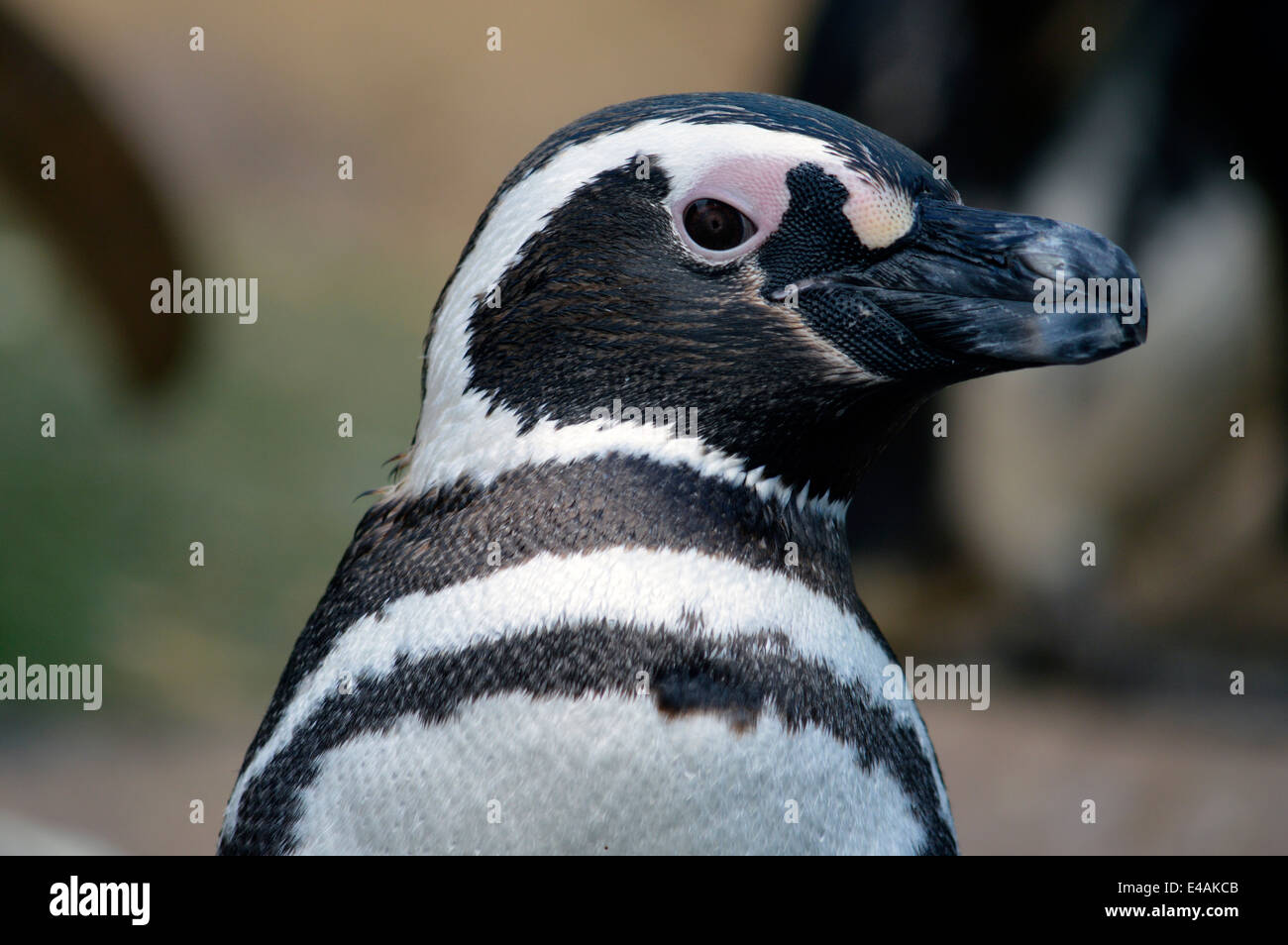 A Magellonic Penguin at Sea World in San Diego Stock Photo - Alamy