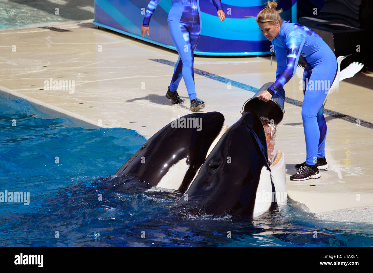 Orca with their trainers at Sea World in San Diego Stock Photo