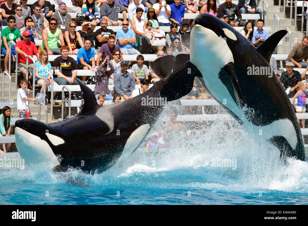 The Orca Show At Sea World In San Diego Stock Photo Alamy The Orca Show At Sea World In San Diego Stock Photo Alamy
