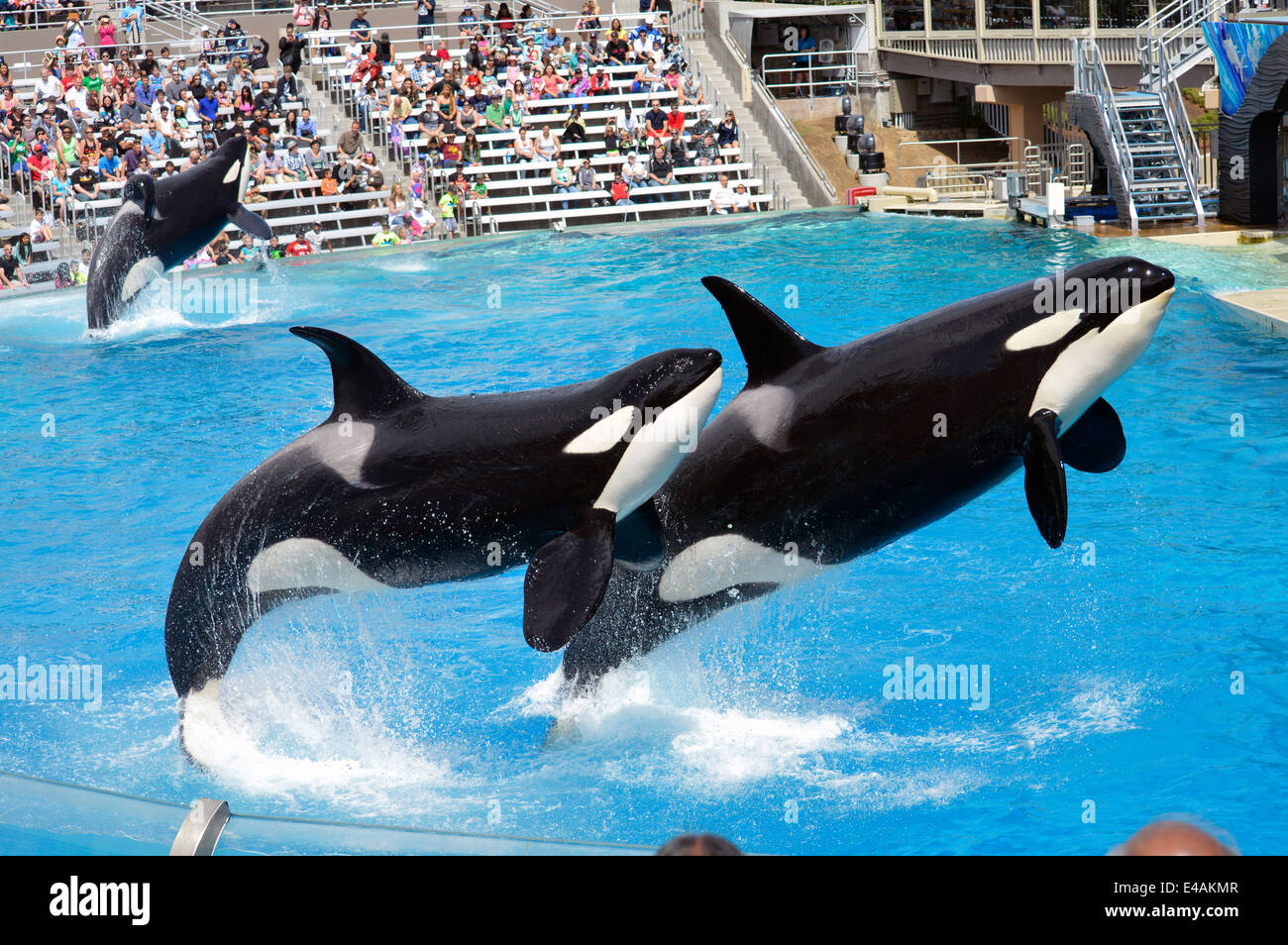 The Orca show at Sea World in San Diego Stock Photo