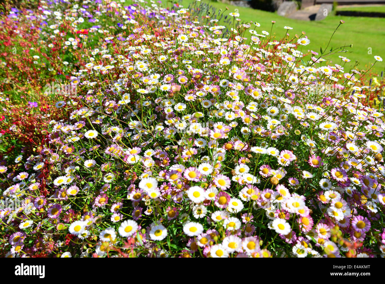 Wild flowers in garden, Cockington Village, Torquay. Devon, England, United Kingdom Stock Photo