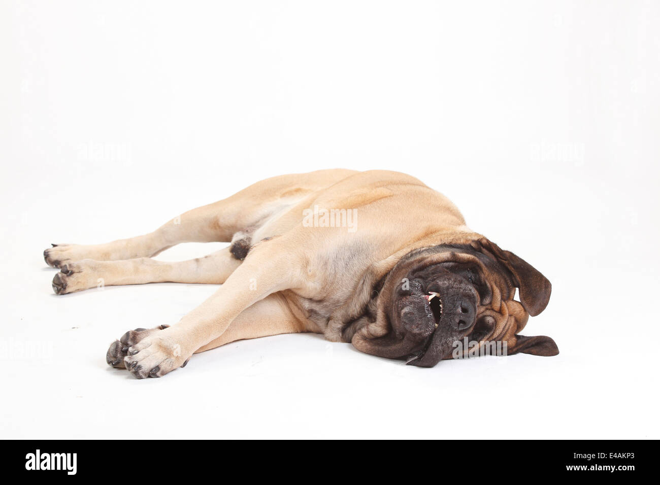 Mastiff, male |Mastiff, Ruede Stock Photo