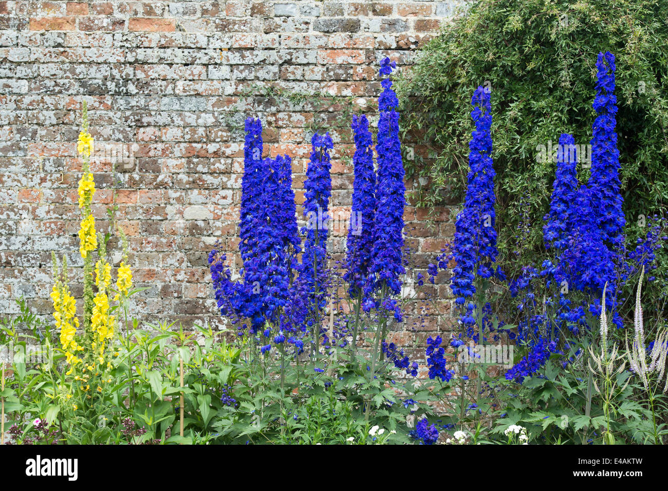 Delphiniums in the herbaceous border at Waterperry gardens, Oxfordshire, England Stock Photo