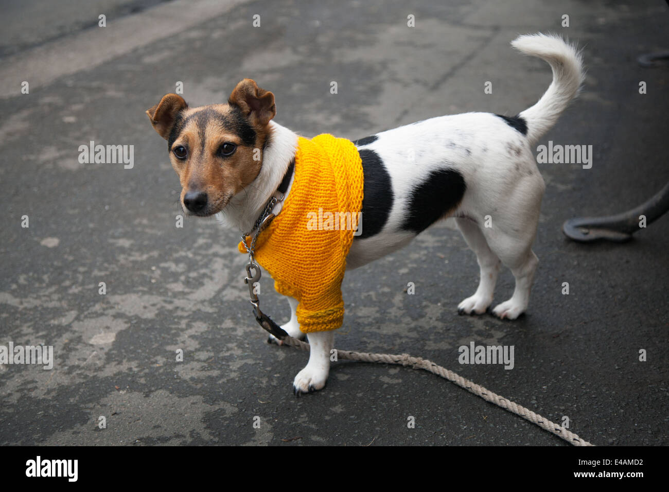 West Tanfield, Yorkshire, UK. 5th July, 2014.  Jack Russell Terrier in yellow Tour de France jumper. Stock Photo