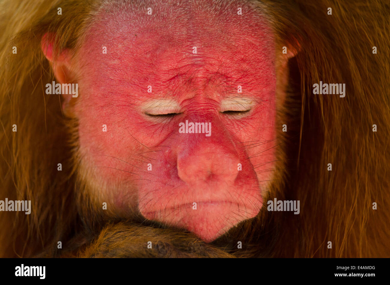 Red uakari monkey cacajao calvus ucayalii Stock Photo