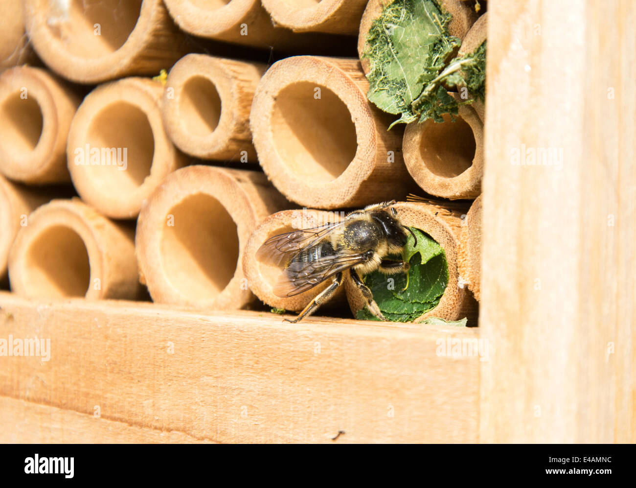 Leaf cutter bee at work Stock Photo Alamy