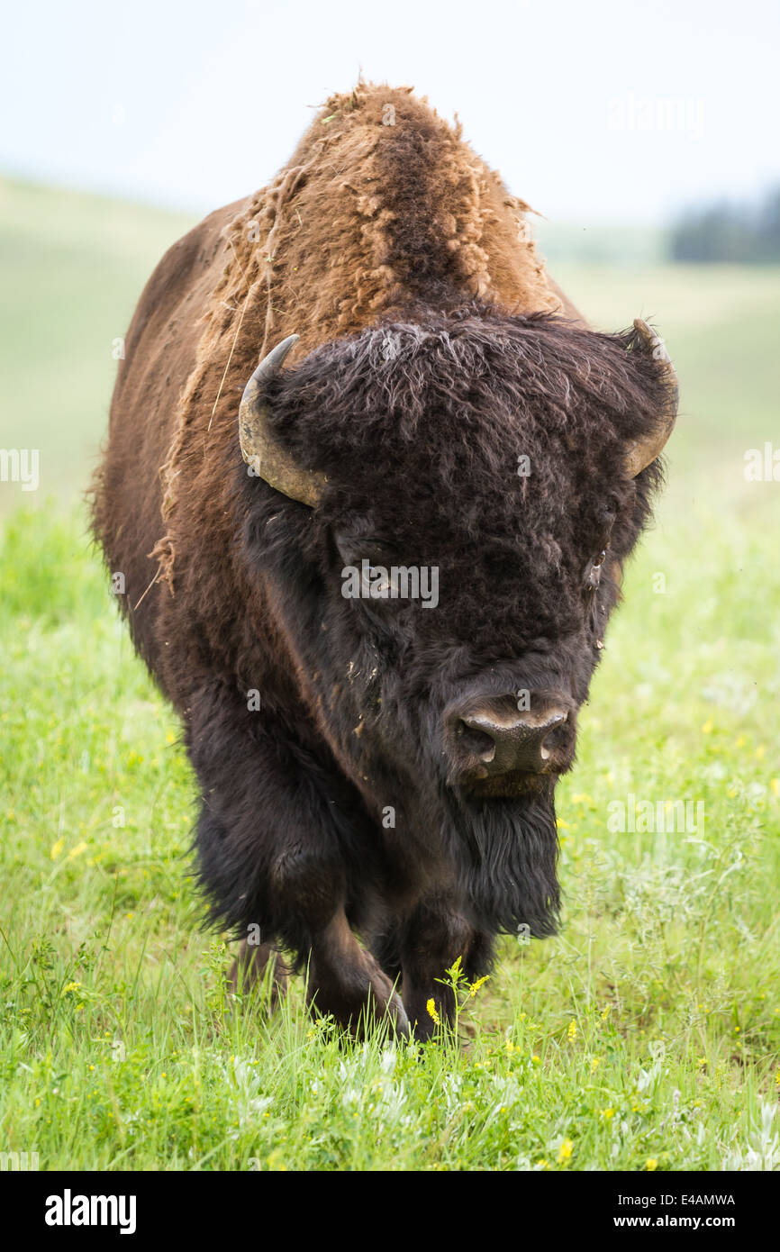 wild american buffalo in the grasslands of South Dakota Stock Photo - Alamy