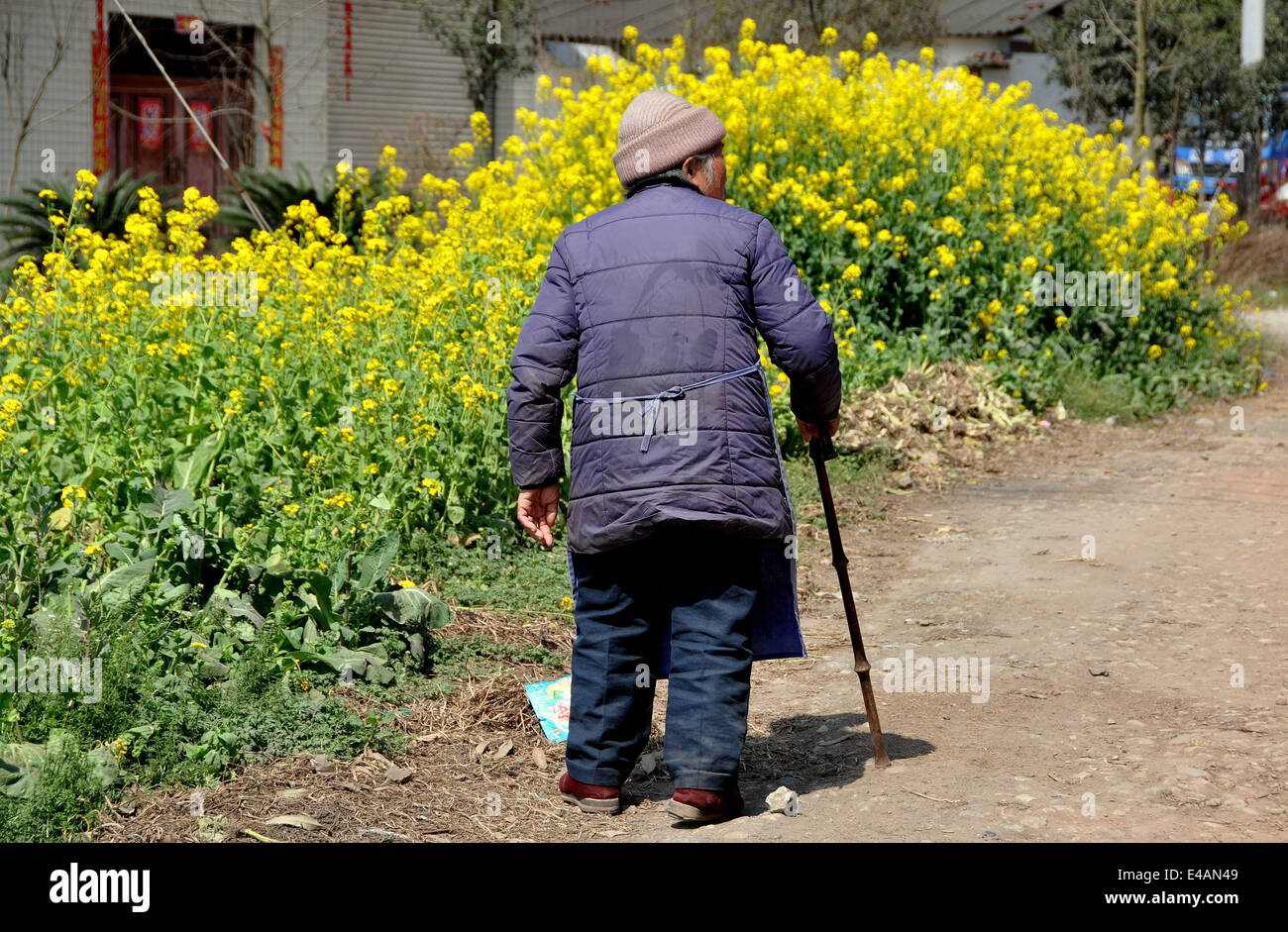 Pengzhou, China: Elderlywoman with bamboo cane walking along dirt country road Stock Photo