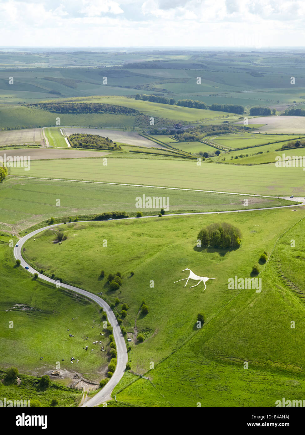 Hackpen White Horse Stock Photo