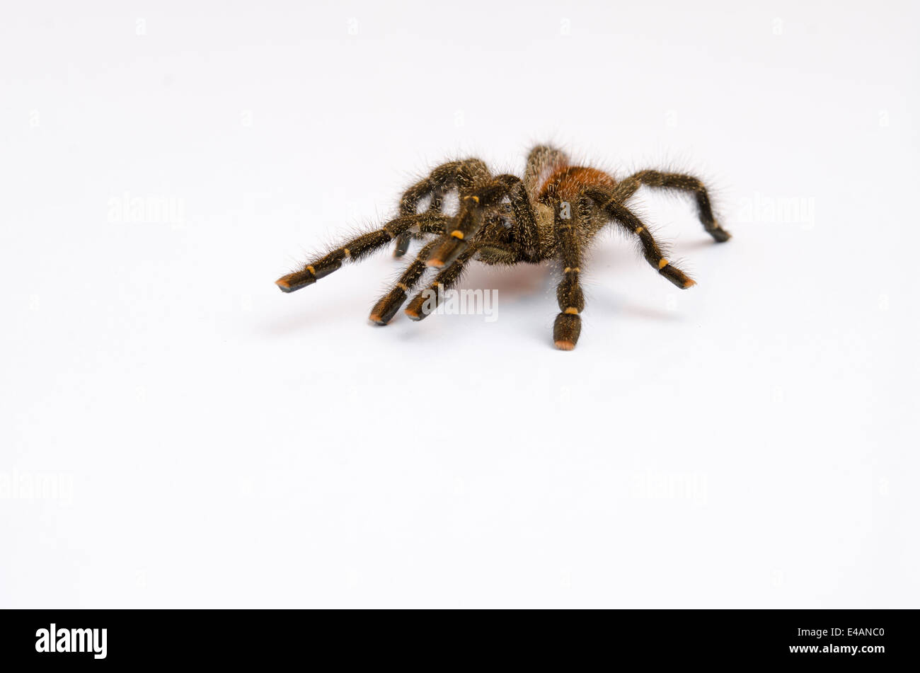 Peruvian Pinktoe Tarantula Spider Stock Photo