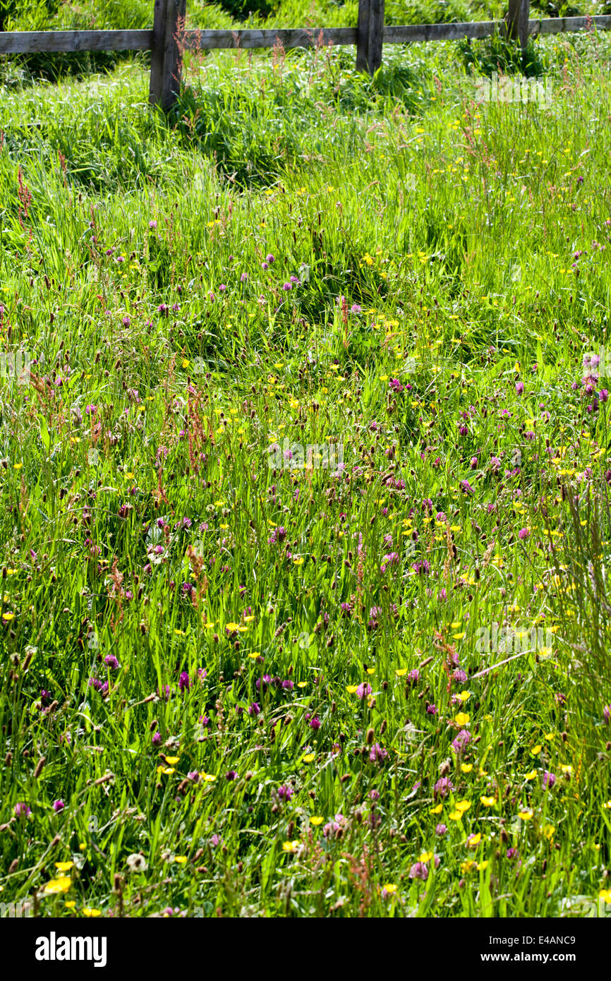 Woodley stockport hires stock photography and images Alamy