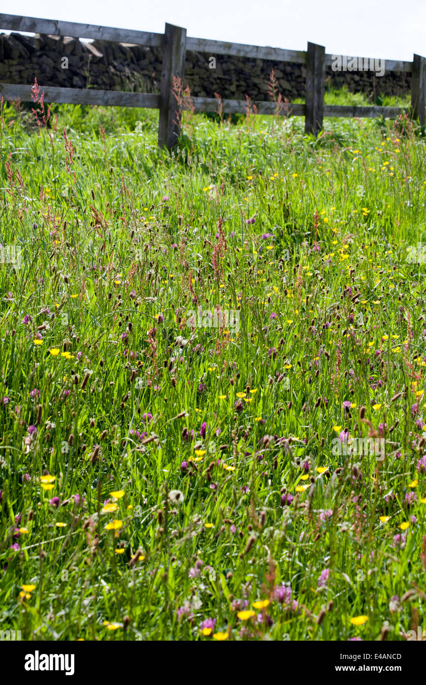 Hay Meadow including clovers Low between Hattersley and Woodley