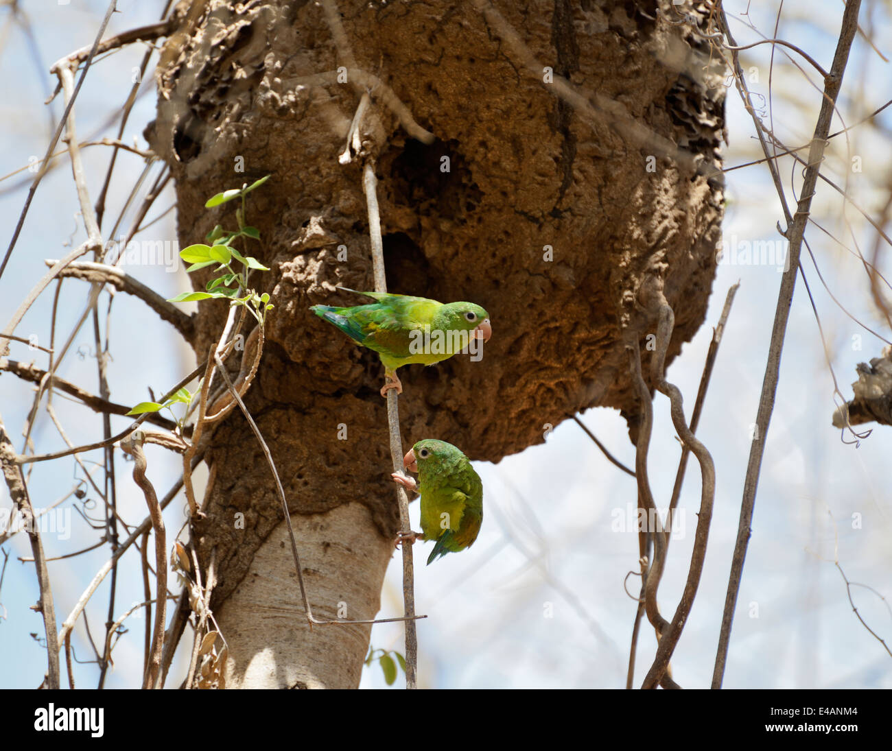 Orange-chinned parakeets, Brotogeris jugularis, their nest entrance in a termite nest, Santa Rosa National Park Stock Photo