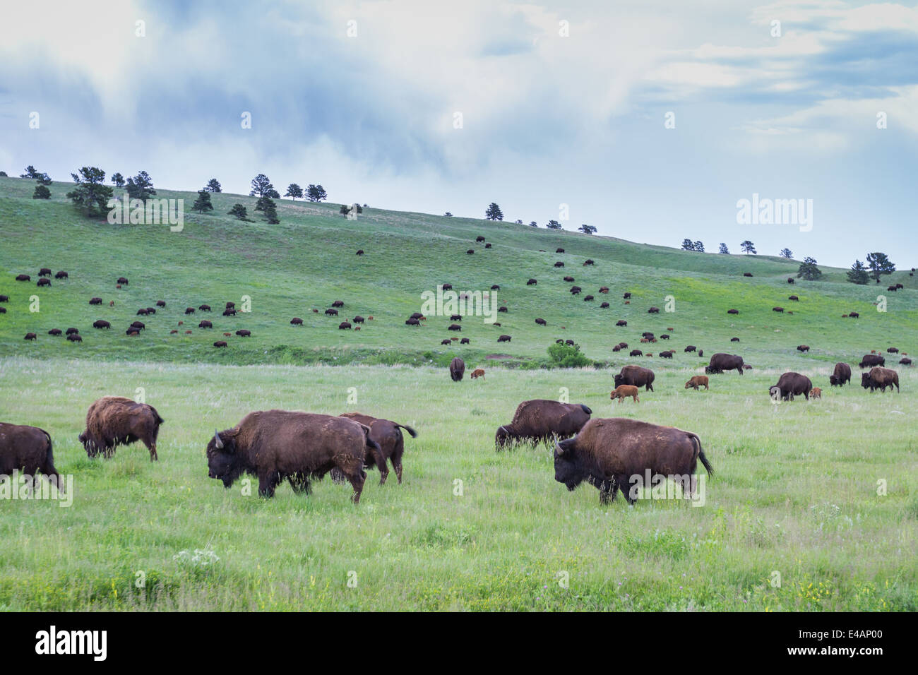 large wild american buffalo herd in the grasslands of South Dakota ...