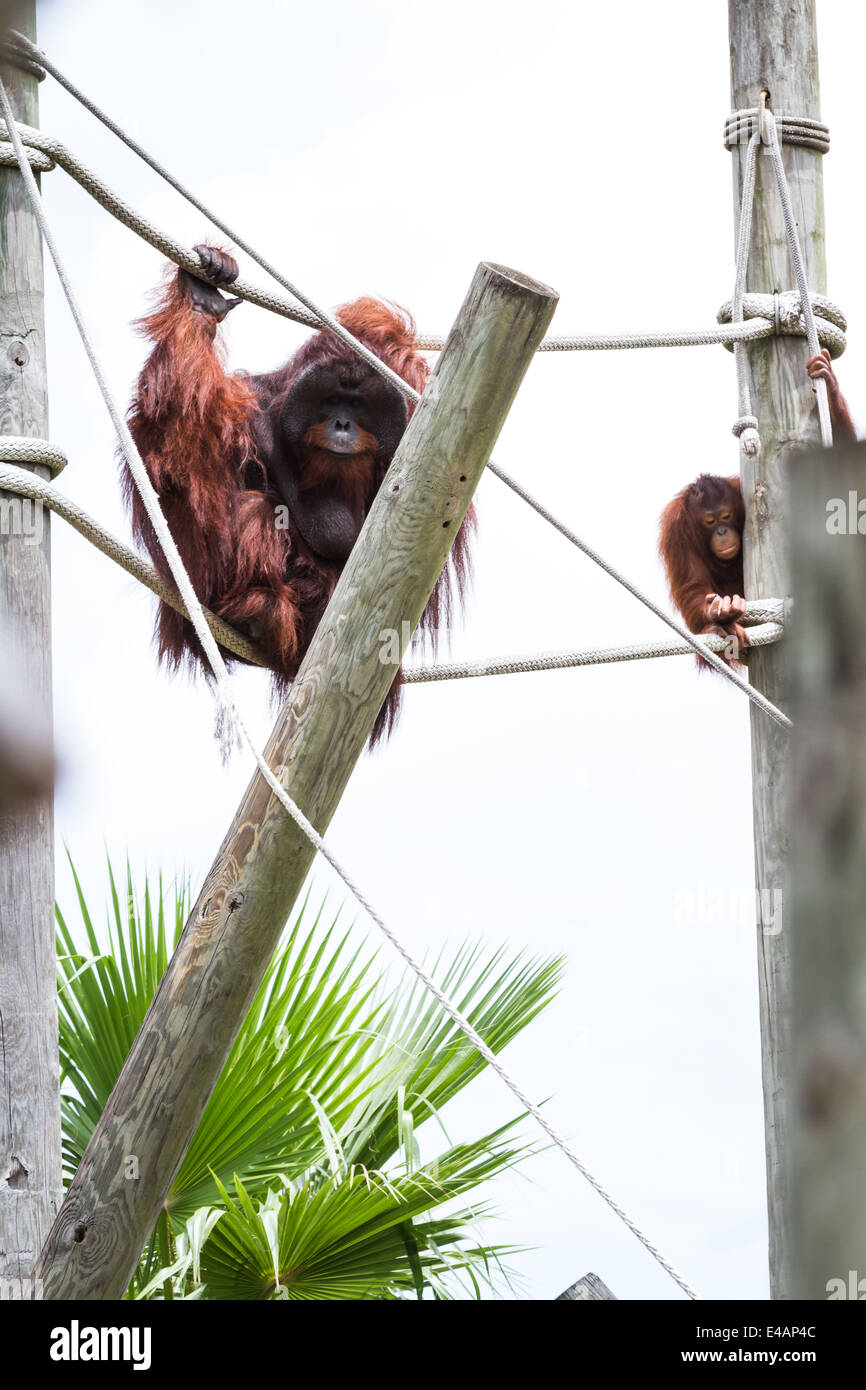 Monkey Jungle Zoo Florida Hi res Stock Photography And Images Alamy Monkey Jungle Zoo Florida Hi res Stock Photography And Images Alamy