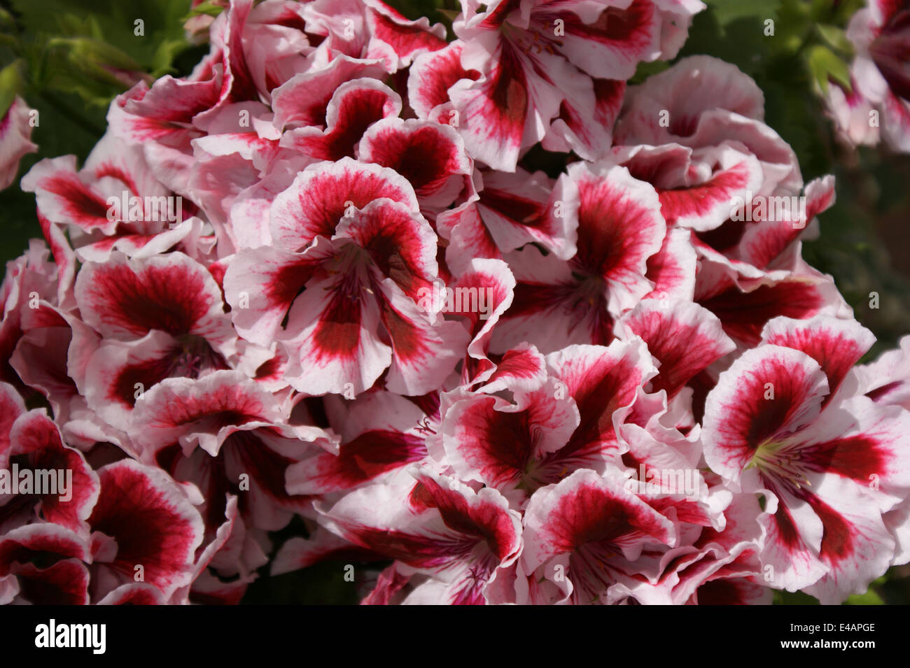 Pelargonium 'Aztec' Stock Photo