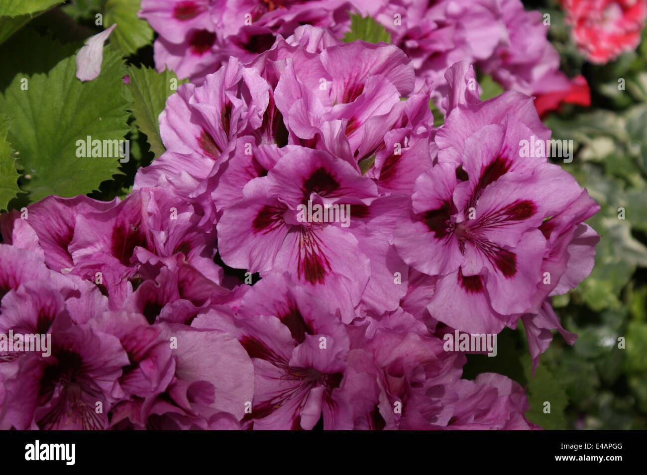 Pelargonium 'Lavender Grand Slam' Stock Photo