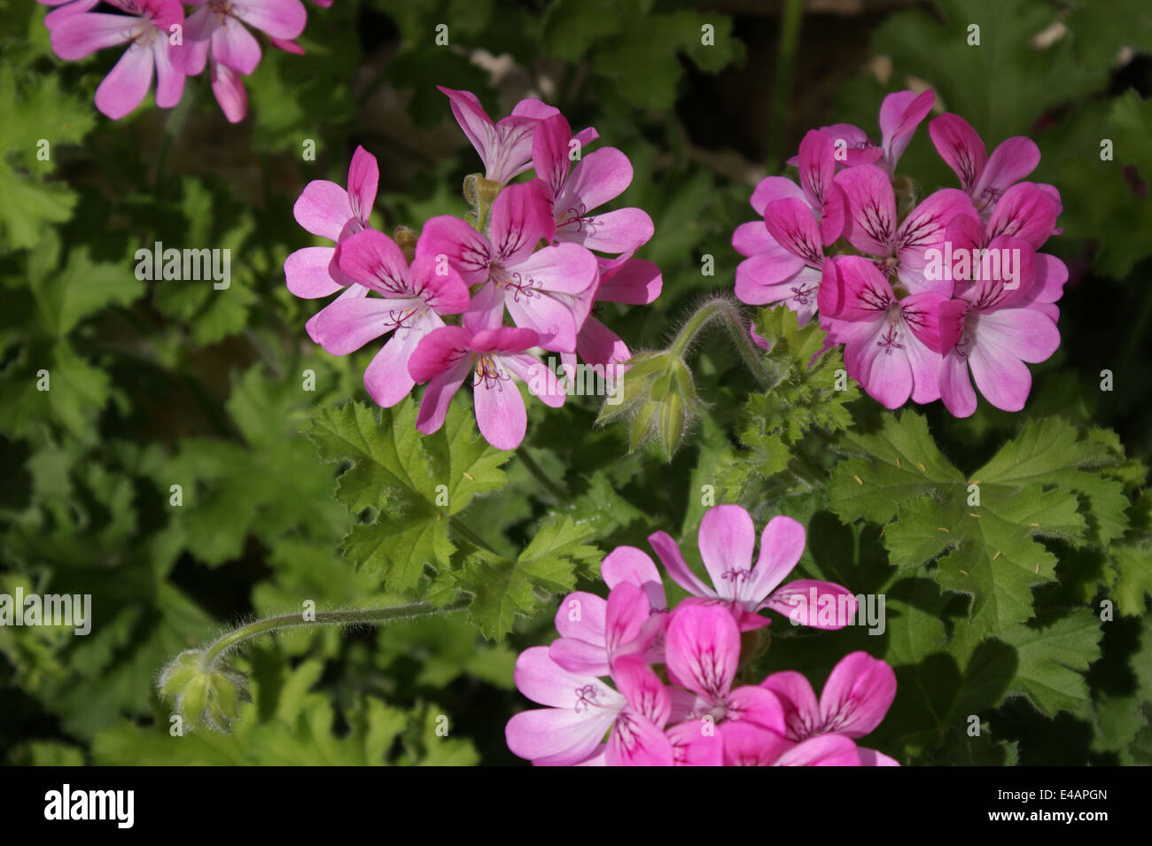 Pelargonium 'Pink Capricorn' Stock Photo