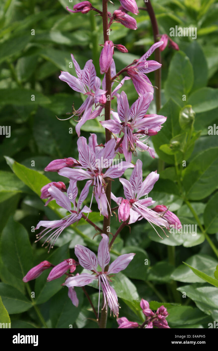 Dictamnus albus var. purpureus Stock Photo Alamy