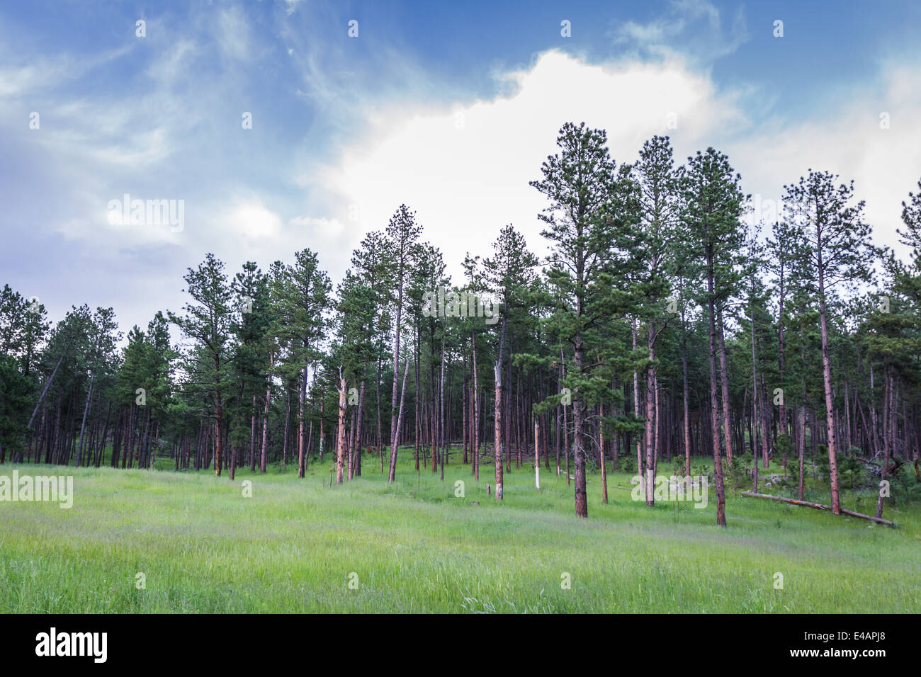 Natural Background With Pine Trees In Springtime Custer State Park Stock Photo Alamy