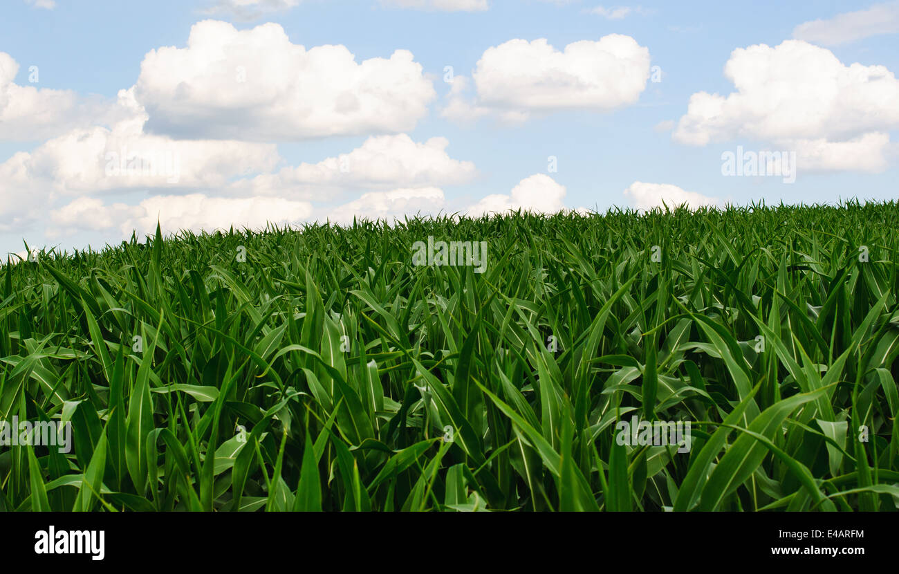 Green corn field with blue sky and white clouds Stock Photo - Alamy