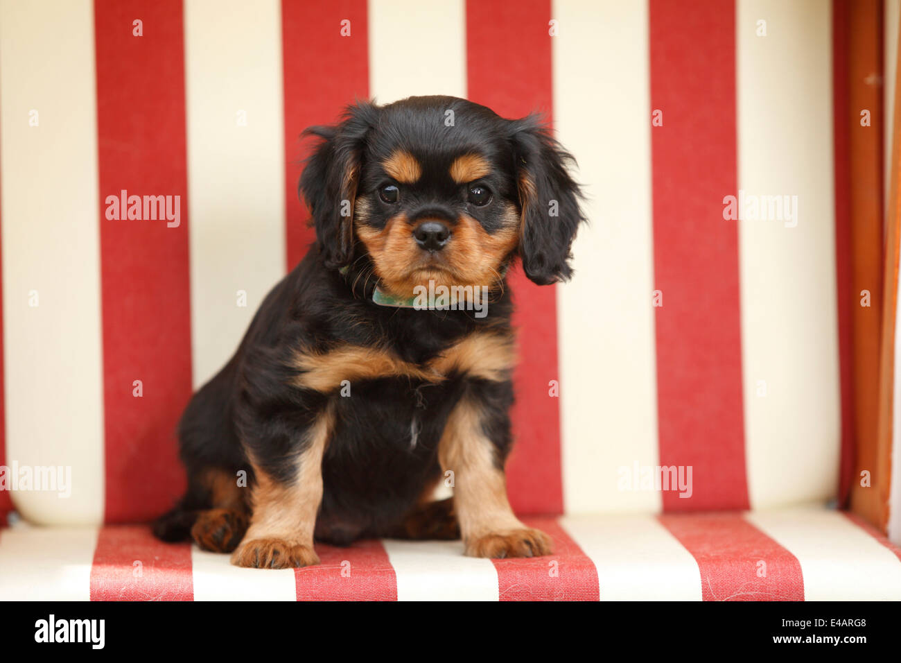 Cavalier King Charles Spaniel Puppy Black And Tan 8 Weeks Stock Photo Alamy