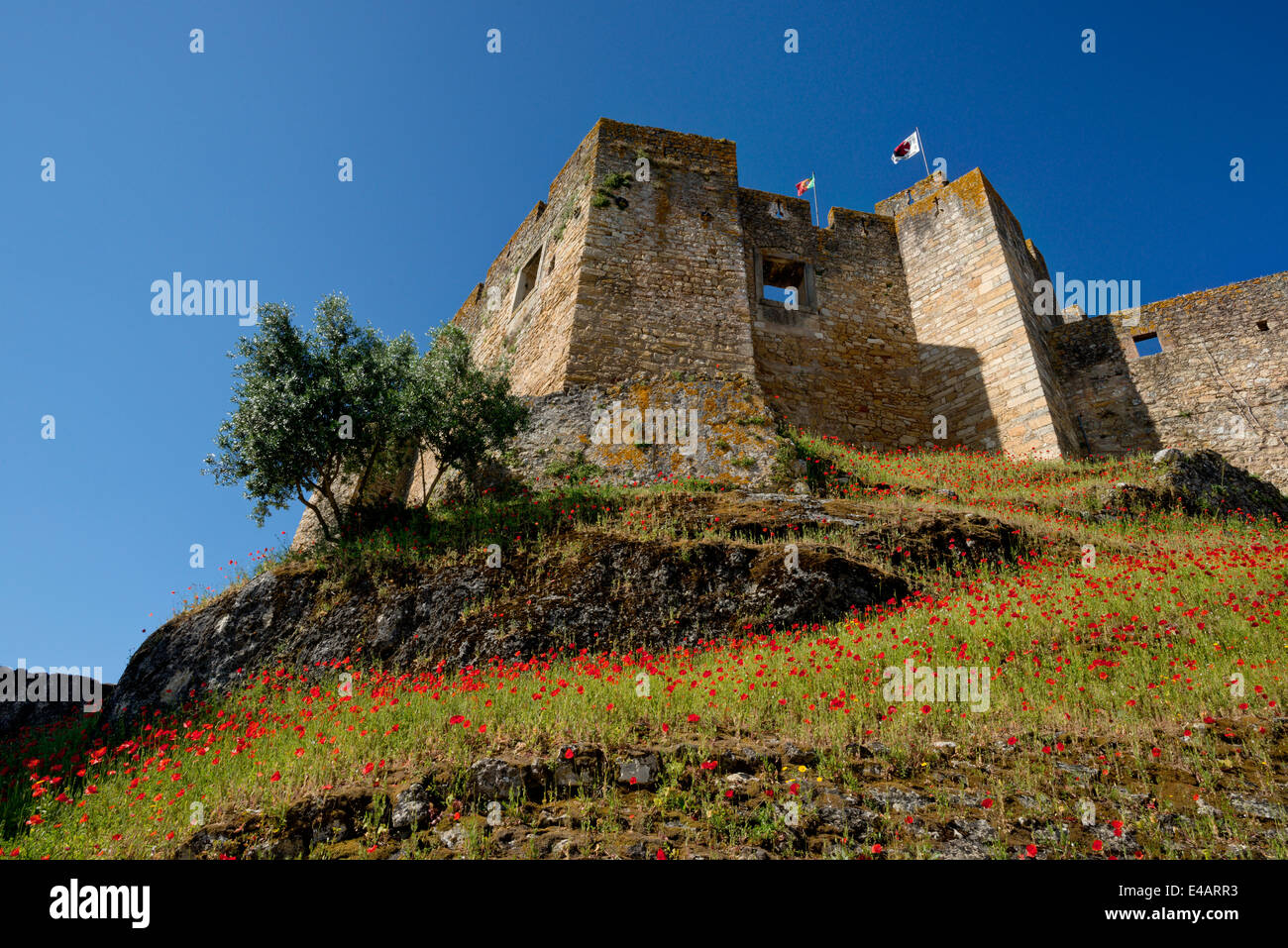 Central Portugal, the Ribatejo, Tomar, the Convento de Cristo convent fortifications with wild flowers Stock Photo