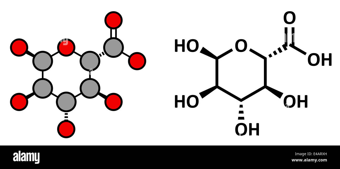 Glucuronic acid molecule. Glucuronidation of xenobiotics plays role in drug metabolism, giving glucuronides Stock Photo