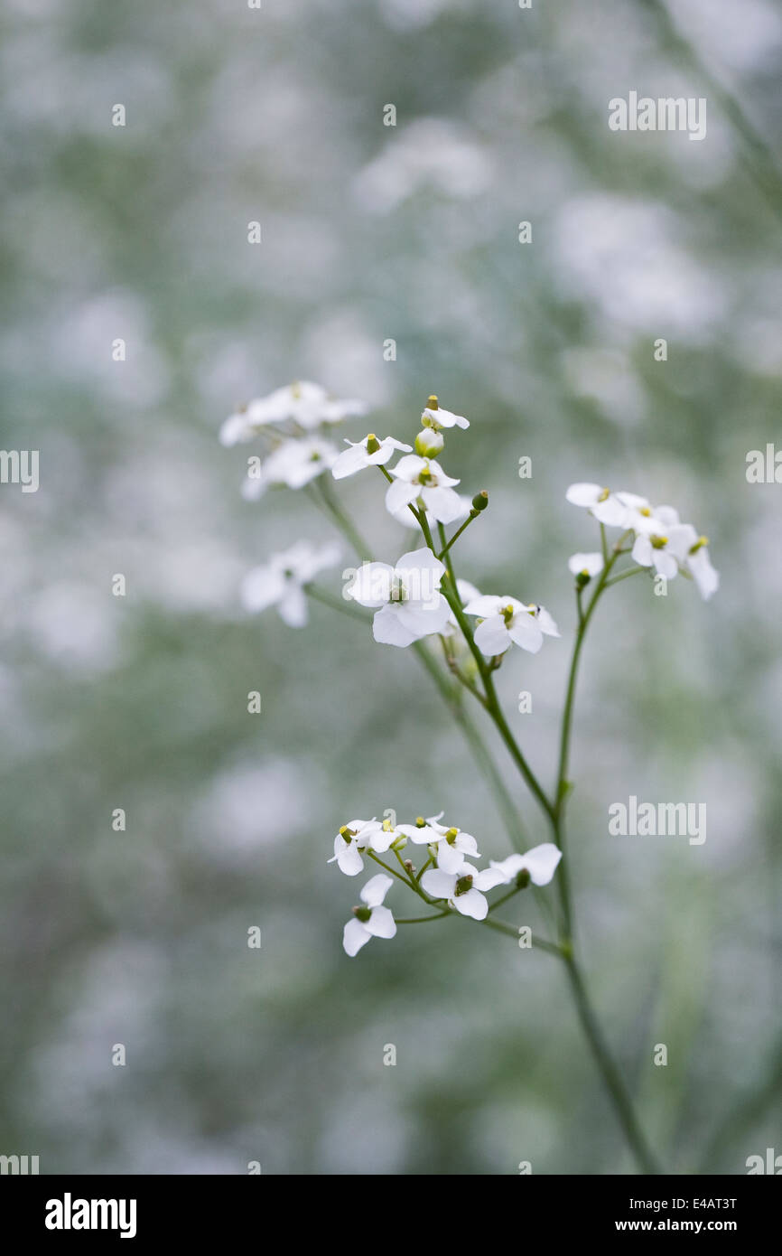 Crambe cordifolia flowers. Greater Sea Kale flower Stock Photo Alamy