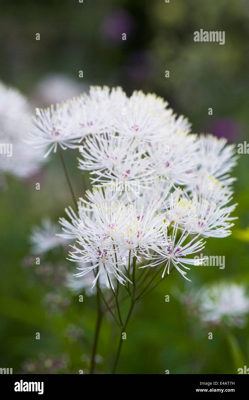 White thalictrum flowers. Stock Photo