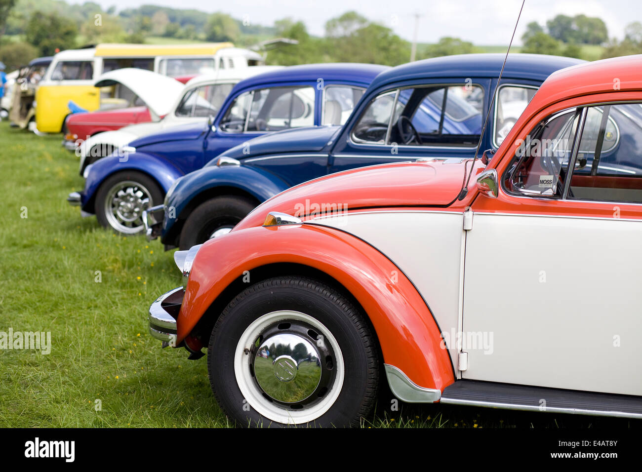 A Row of Volkswagen Beetles parked in a field at a show England Stock Photo