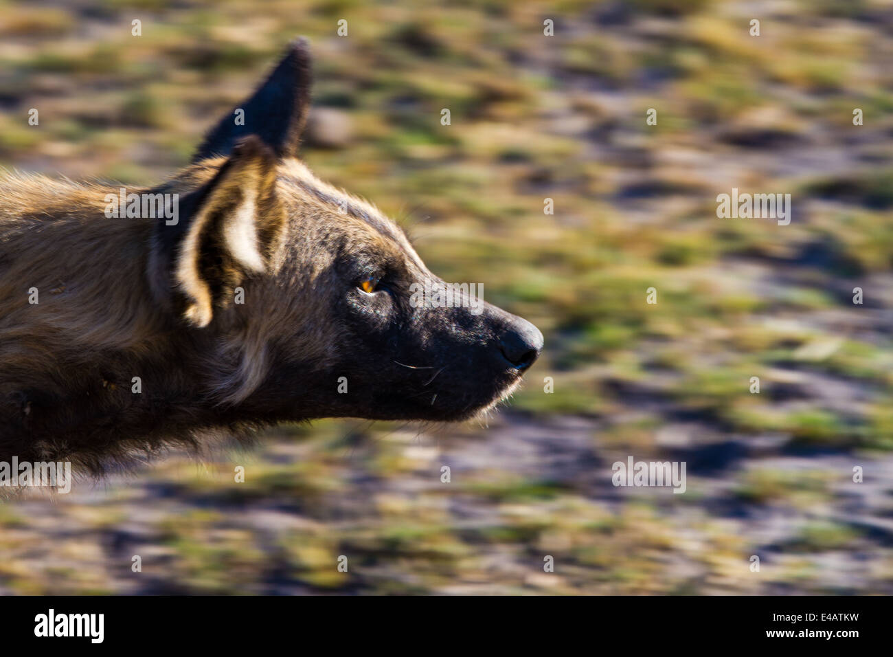 African Painted Dog, Okavango Delta, Botswana Stock Photo