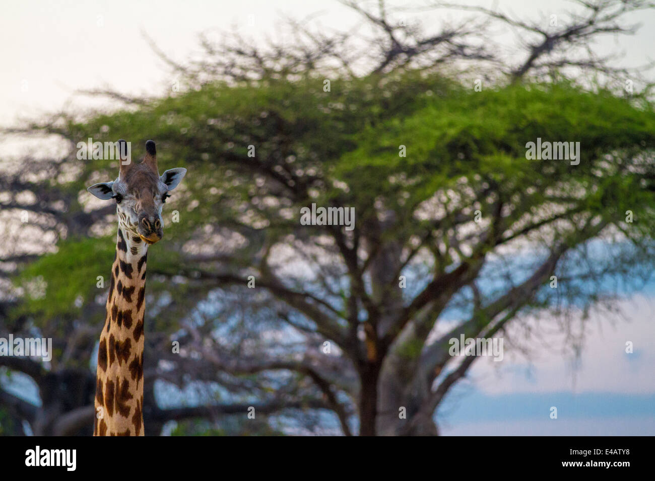 Giraffe in front of a tree, Tanzania Stock Photo