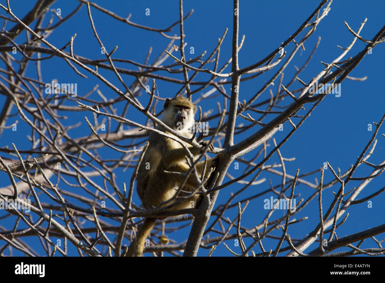 Baboon in a tree, Tanzania Stock Photo