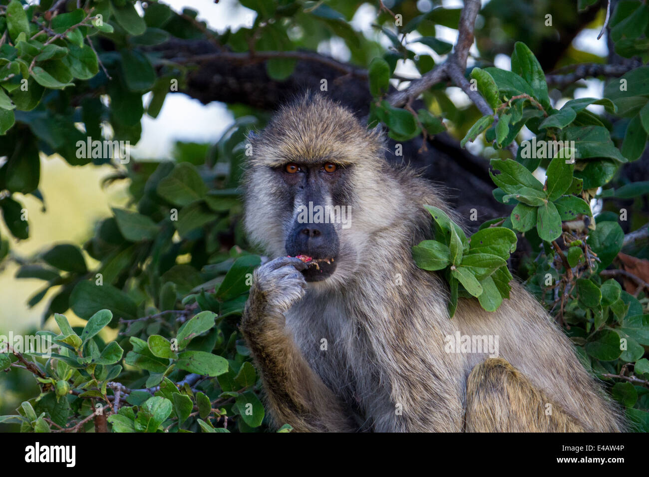 Baboon in a tree, Tanzania Stock Photo