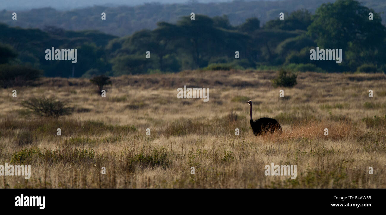 A lone Ostrich Stock Photo