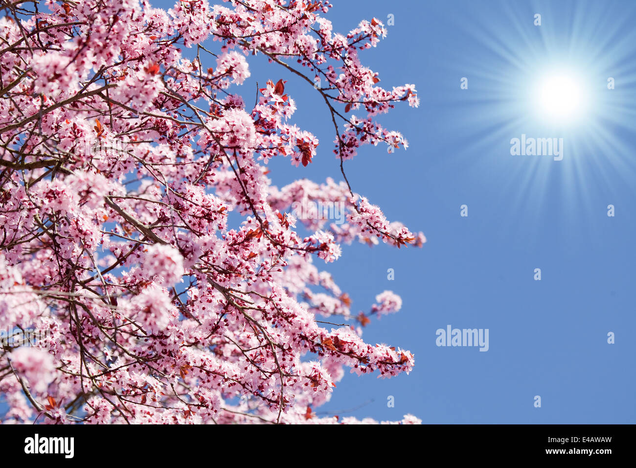 spring blossom background Stock Photo